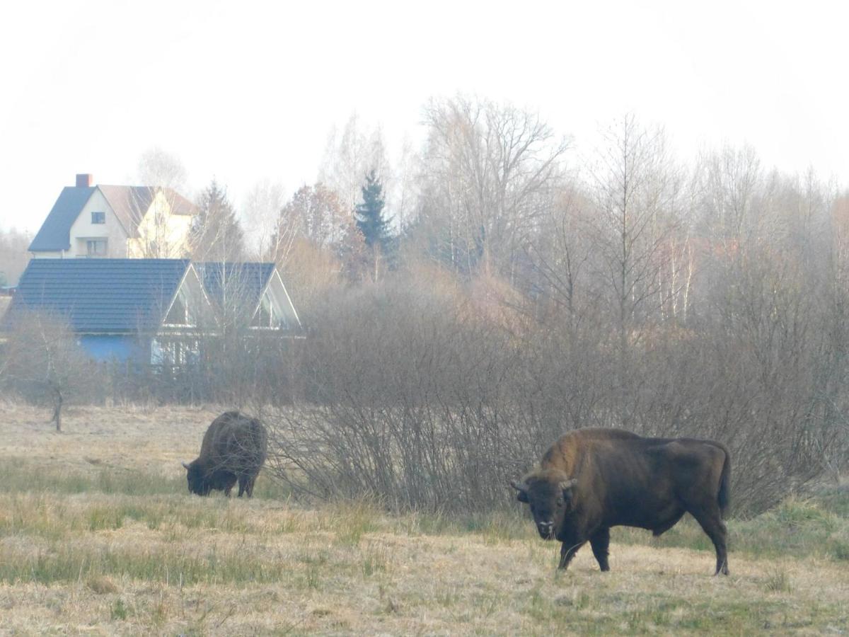 Wejmutka, Bialowieza Daire Dış mekan fotoğraf