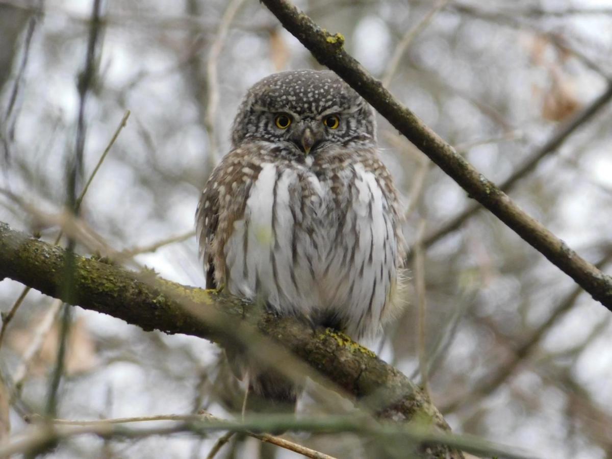 Wejmutka, Bialowieza Daire Dış mekan fotoğraf