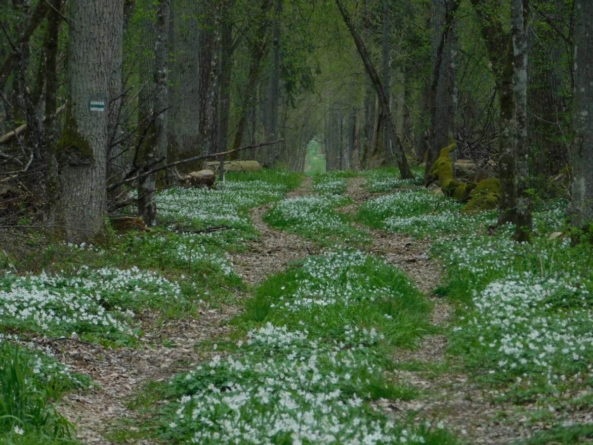 Wejmutka, Bialowieza Daire Dış mekan fotoğraf